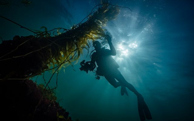 Diver inspecting Giant Kelp in Tasmania