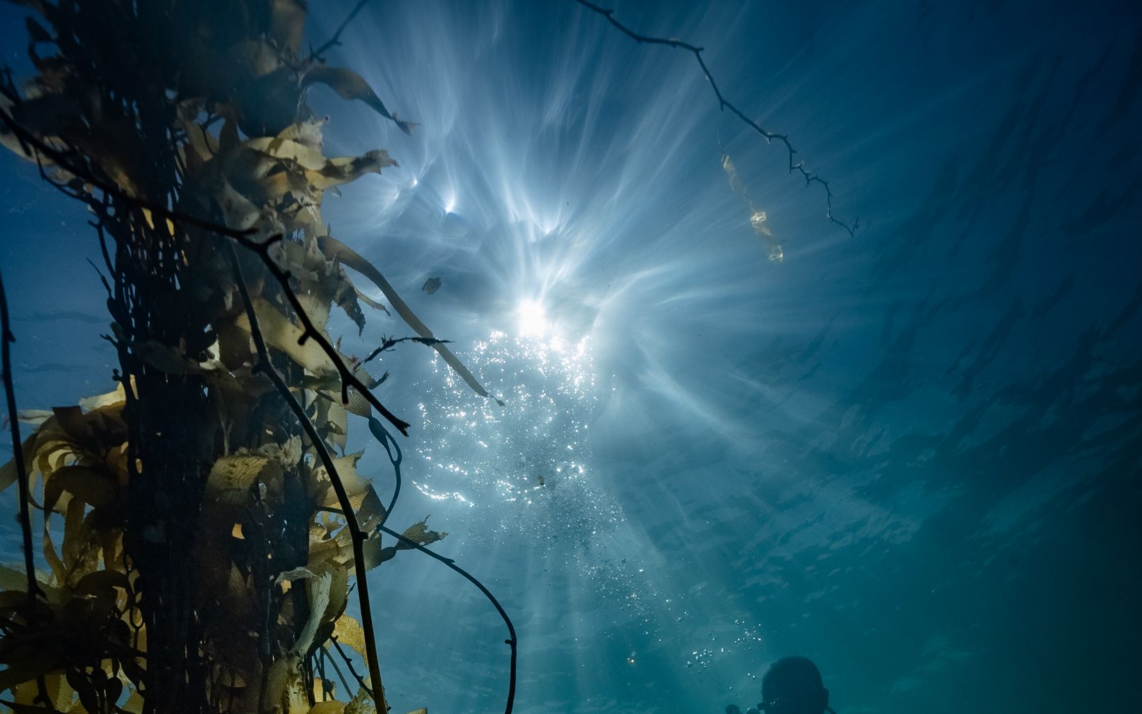 Sunlight and Giant Kelp Sunlight penetrating the Giant Kelp © TNC/Streamline Media