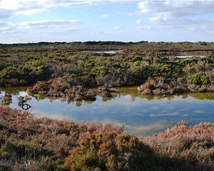 Adelaide International Bird Sanctuary during winter © Department for Environment and Water