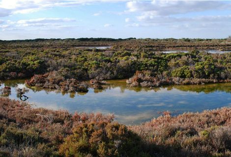Adelaide International Bird Sanctuary during winter © Department for Environment and Water