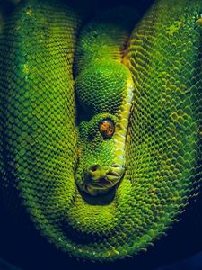 Green Python