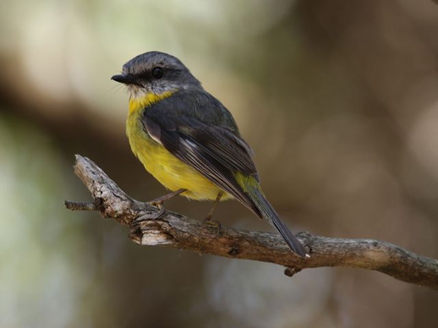 a yellow and black bird on a branch
