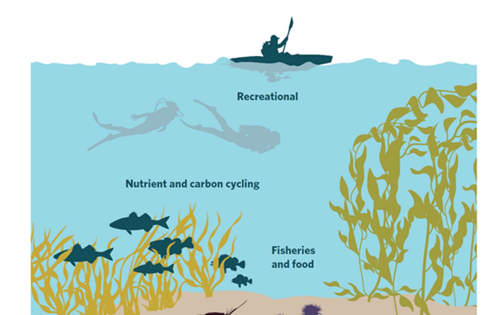Ecosystem diagram of kelp forests