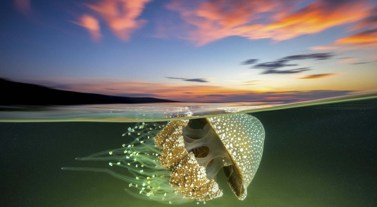 A White Spotted Jellyfish drifts effortlessly in the current as the sun sets over Jervis Bay