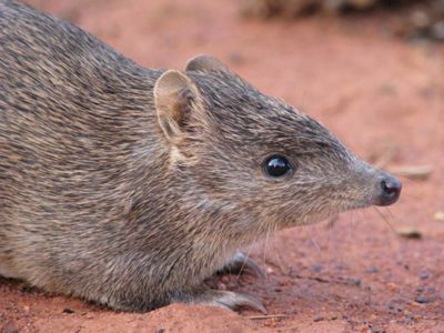 (Isoodon auratus) is a short-nosed bandicoot found in northern Australia.