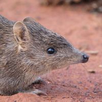 (Isoodon auratus) is a short-nosed bandicoot found in northern Australia. 