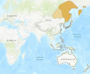 Eastern Curlew areas