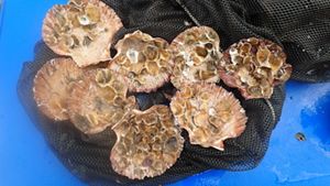 Oysters nature's water filters