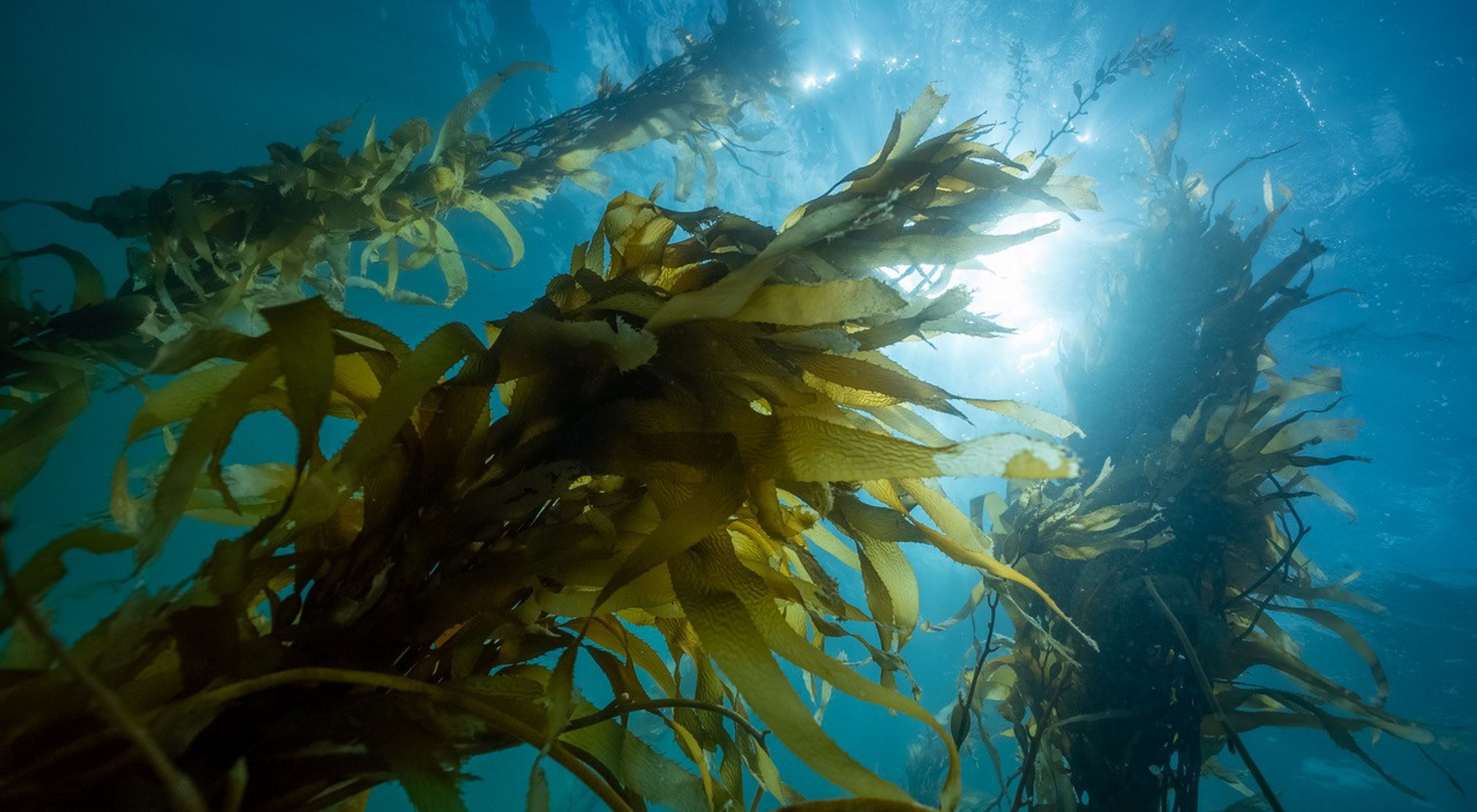 Giant Kelp underwater in Tasmania