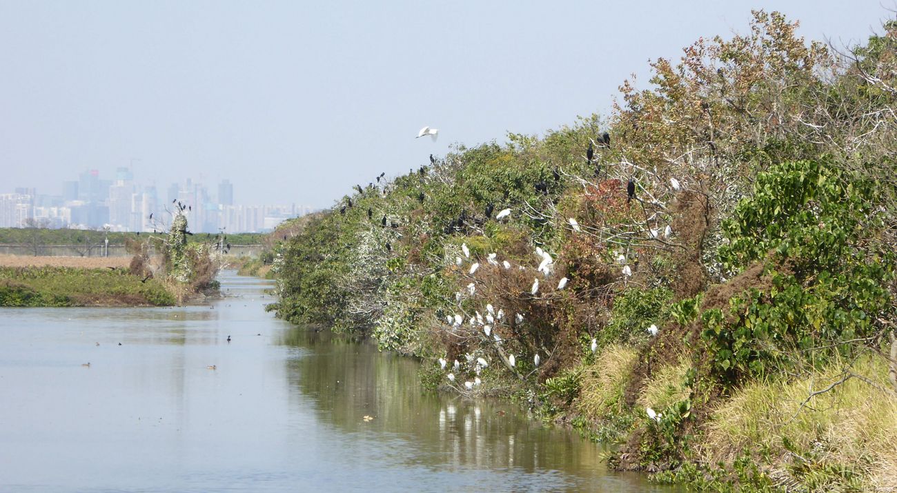 Bushes with birds over water are seen with a large city in the background.