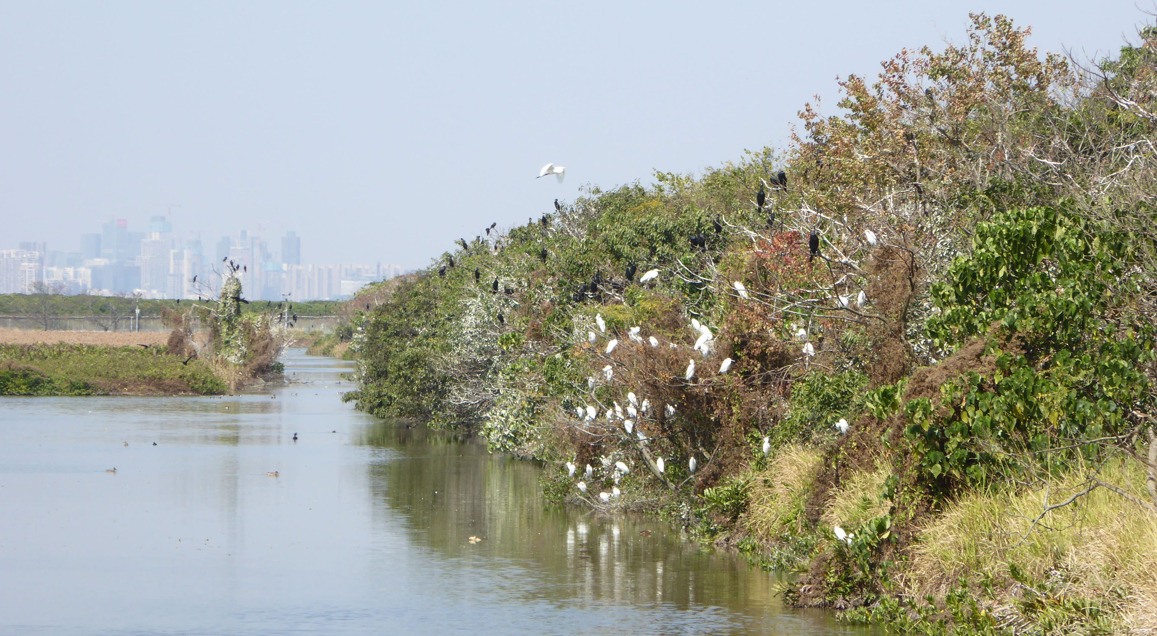 Bushes with birds over water are seen with a large city in the background.
