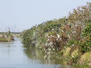 Bushes with birds are seen with a large city in the background.