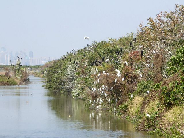 a wetland with a city skyline in the distance