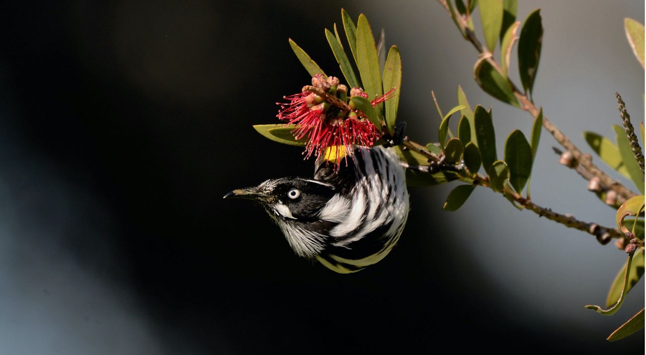 New Holland Honeyeater on a native bottlebrush