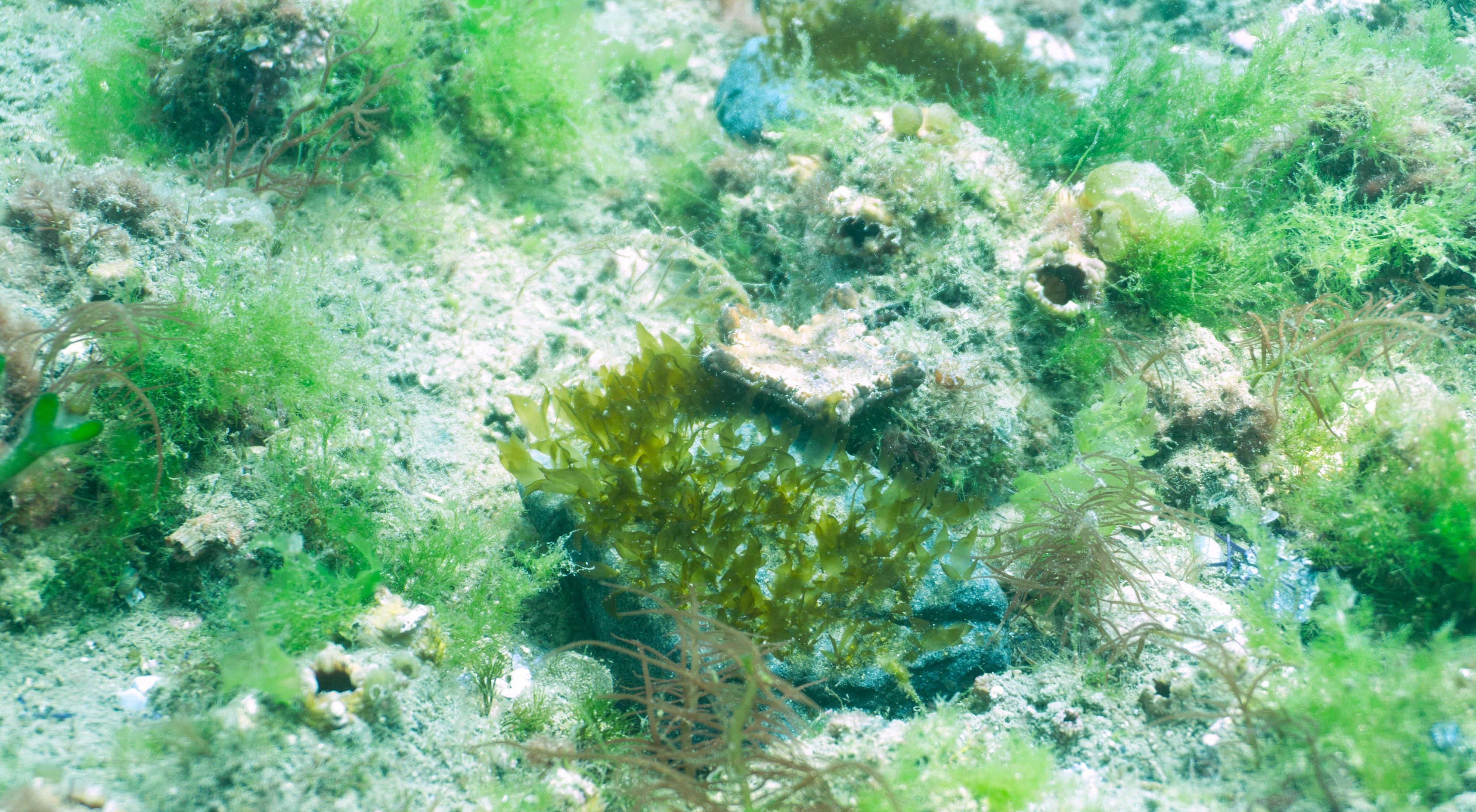 Outplanted juvenile kelp