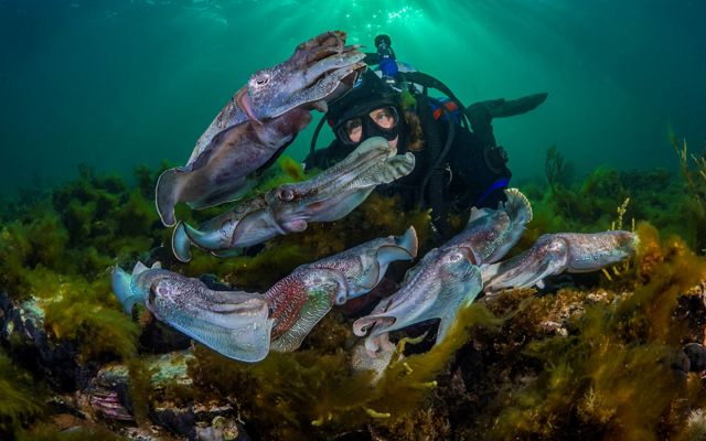 giant Australian cuttlefish (Sepia apama)
