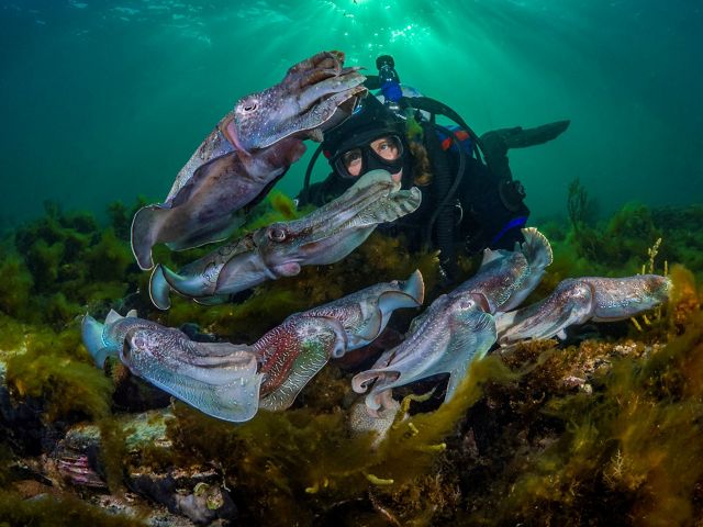 giant Australian cuttlefish (Sepia apama)