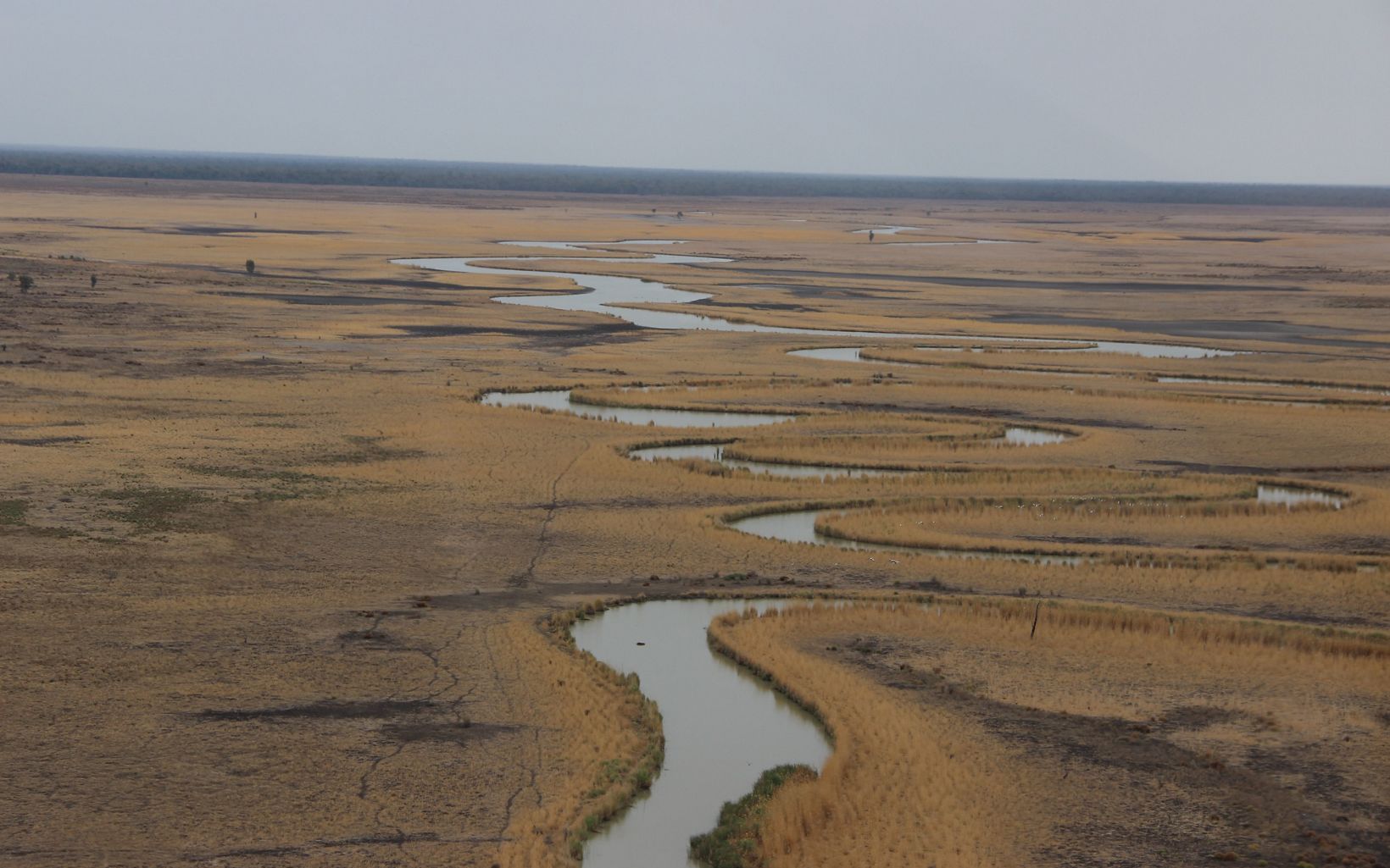Aerial view of reed swamps on the Great Cumbung