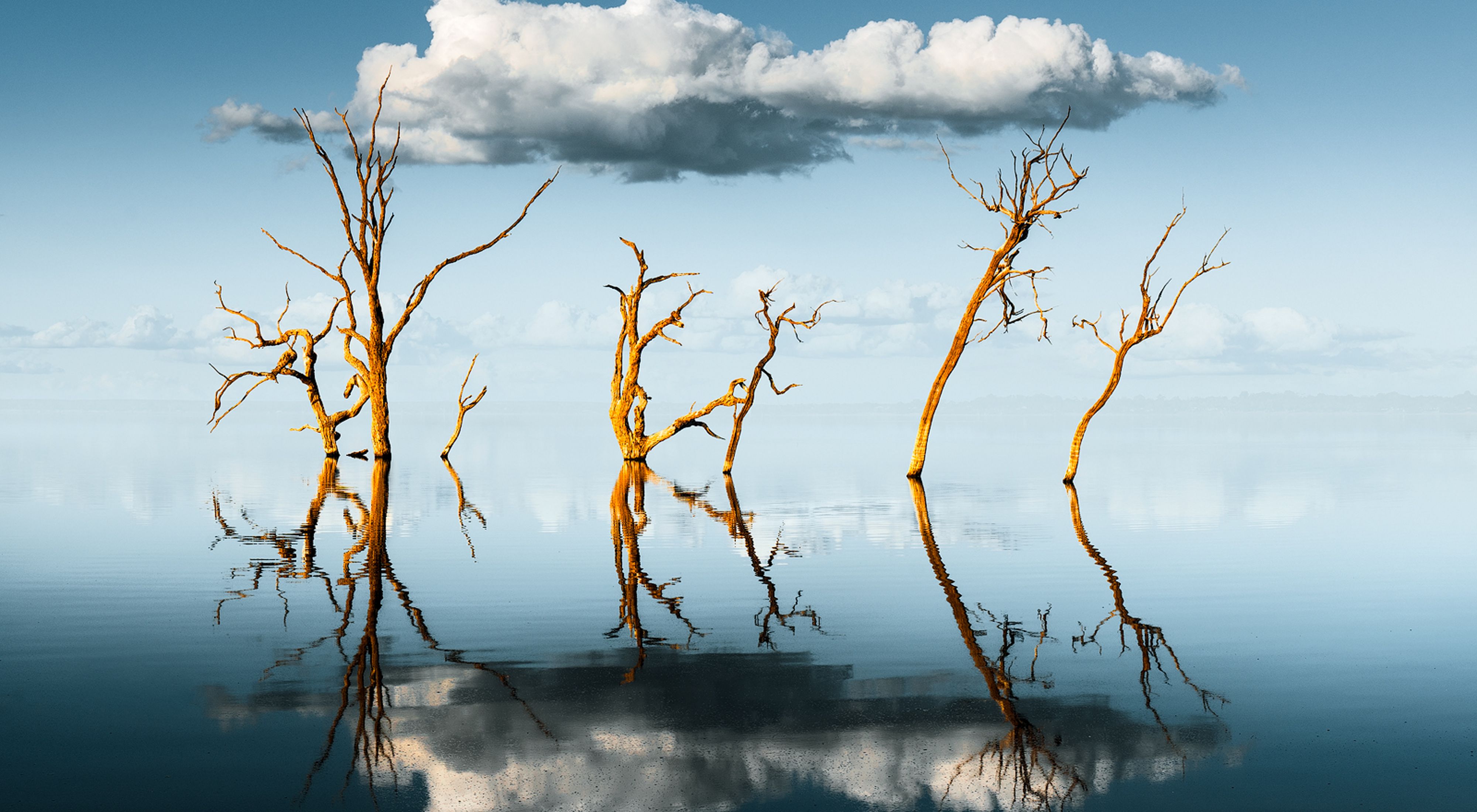 trees on water