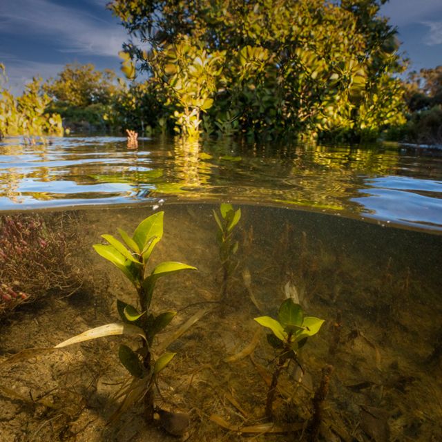 Underwater shot of young mangrove seedlings at the site of the South Australian blue carbon ecosystem restoration project