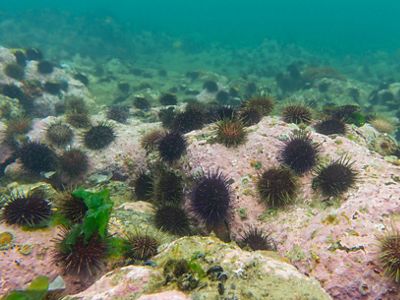 Urchin barren in Port Phillip Bay