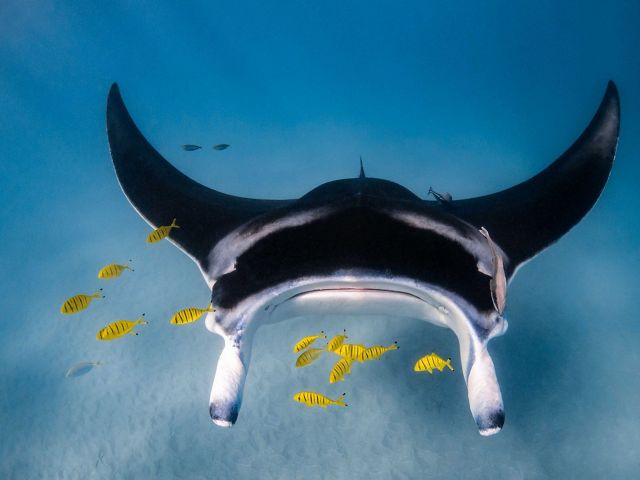 Manta rays gliding across the sandy flats on the inside of the Ningaloo reef
