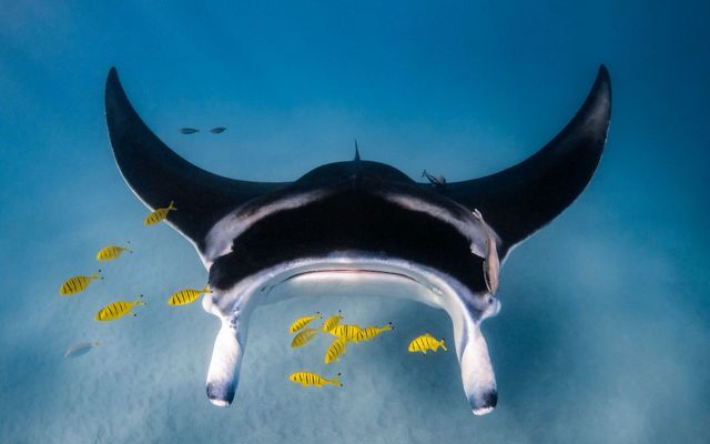 A manta ray gliding on the ocean floor