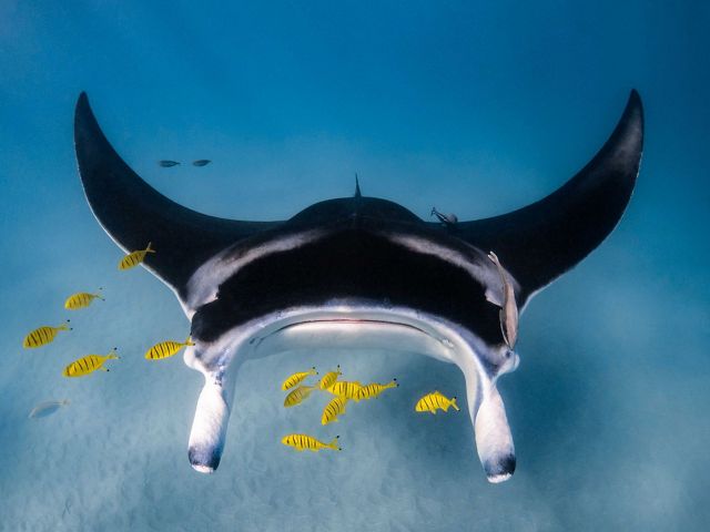 A manta ray gliding on the ocean floor