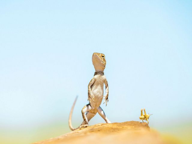 dragon and hopper on a rock