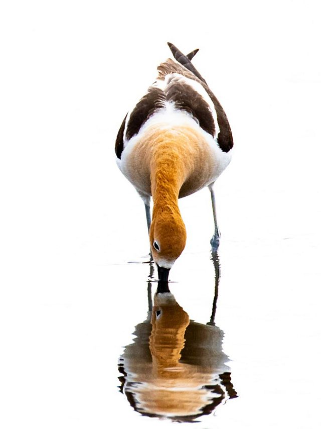 An American avocet, a small brown-and-white shorebird, stands in ankle-deep water and dips its bill into the water, creating a reflection of the bird.