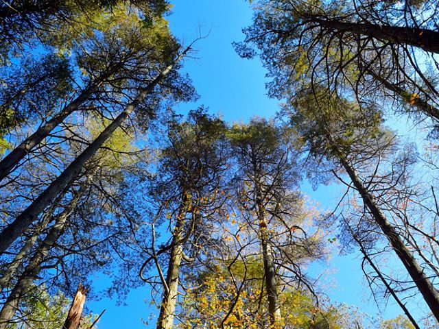 A view to the sky from the forest floor of the tops of tall Atlantic White Cedar Trees.