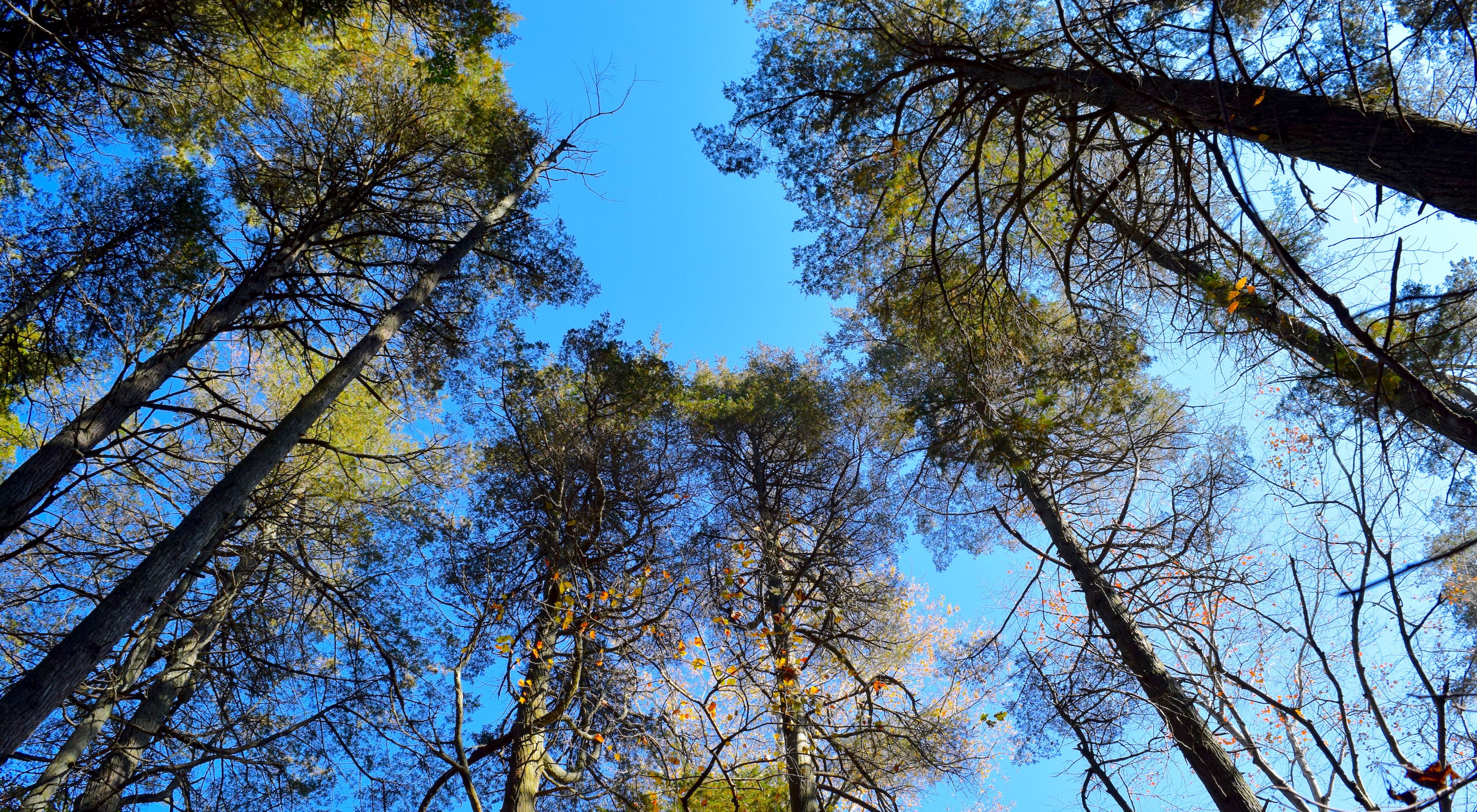 A view up to the sky looking at the tops of several tall and thin pine trees.