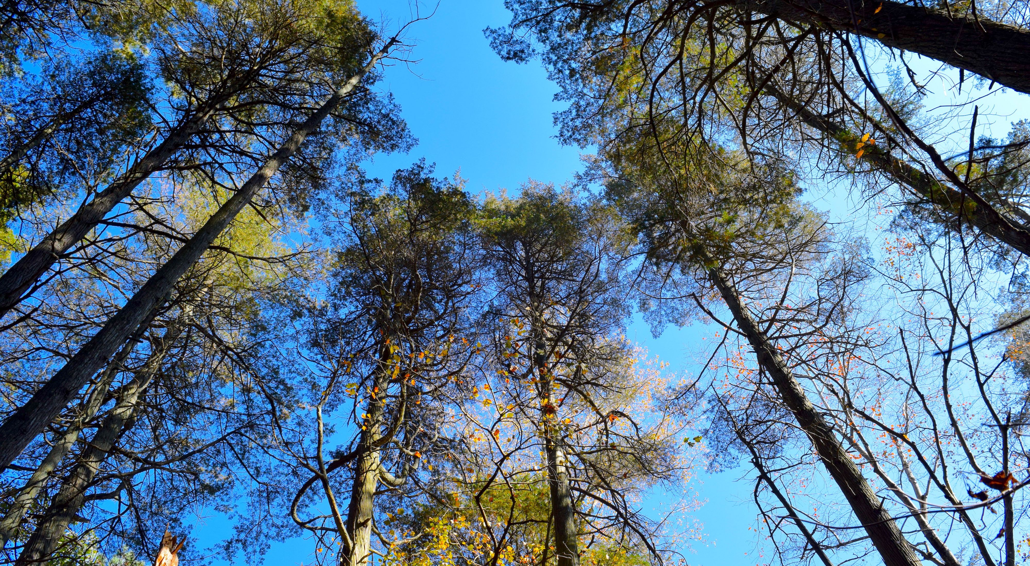 A view to the sky from the forest floor of the tops of tall Atlantic White Cedar Trees.