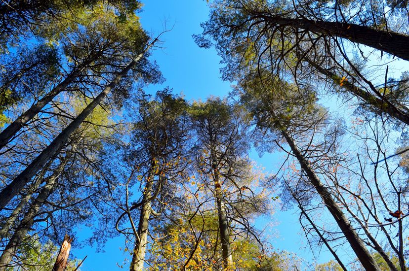 A view up to the sky showing a tree canopy against a blue sky.