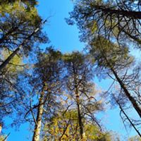 A view from the forest floor toward to sky of several tall pine trees against a bright blue sky.