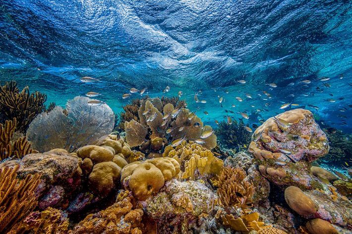 tropical fish swim among sponge coral, reef fans and other coral reef species in clear blue water.