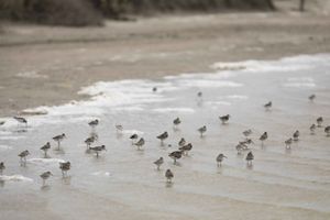 A group of small birds stand in shallow waves on the beach.