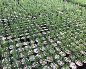 Tree seedlings in an NM nursery