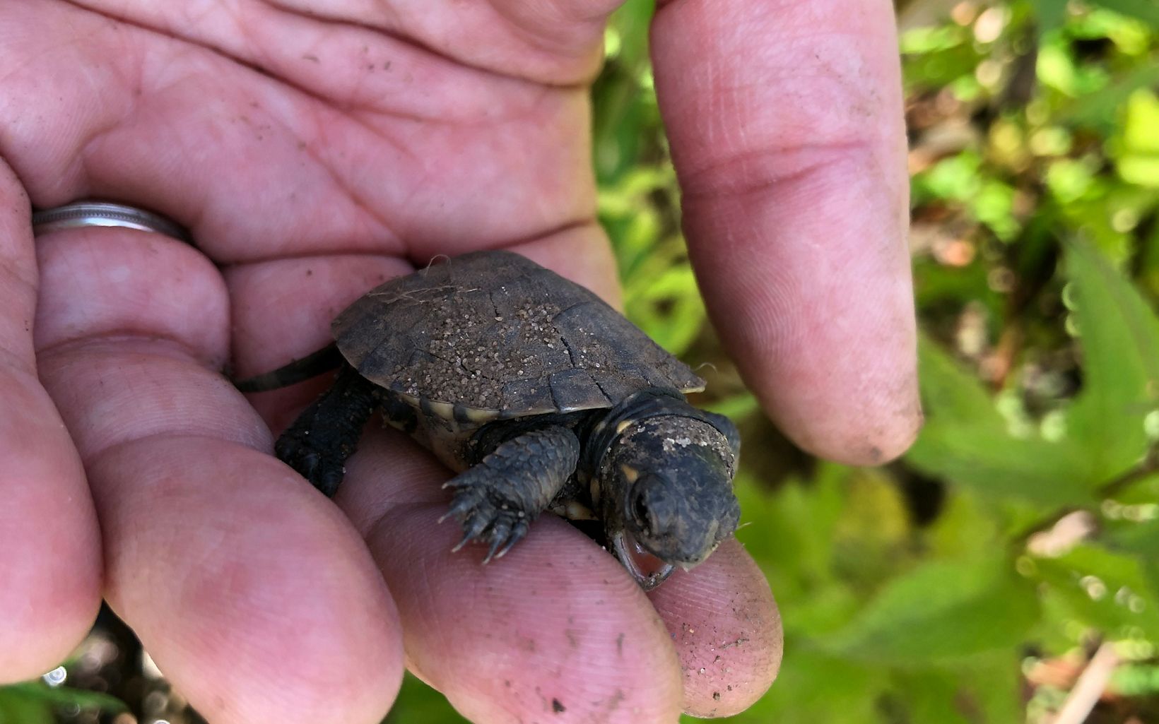 Blanding’s Turtle Hatchling Blanding’s turtles need a diversity of connected habitats from wetlands to dry sandy uplands to survive and thrive. © Stephanie Judge/TNC