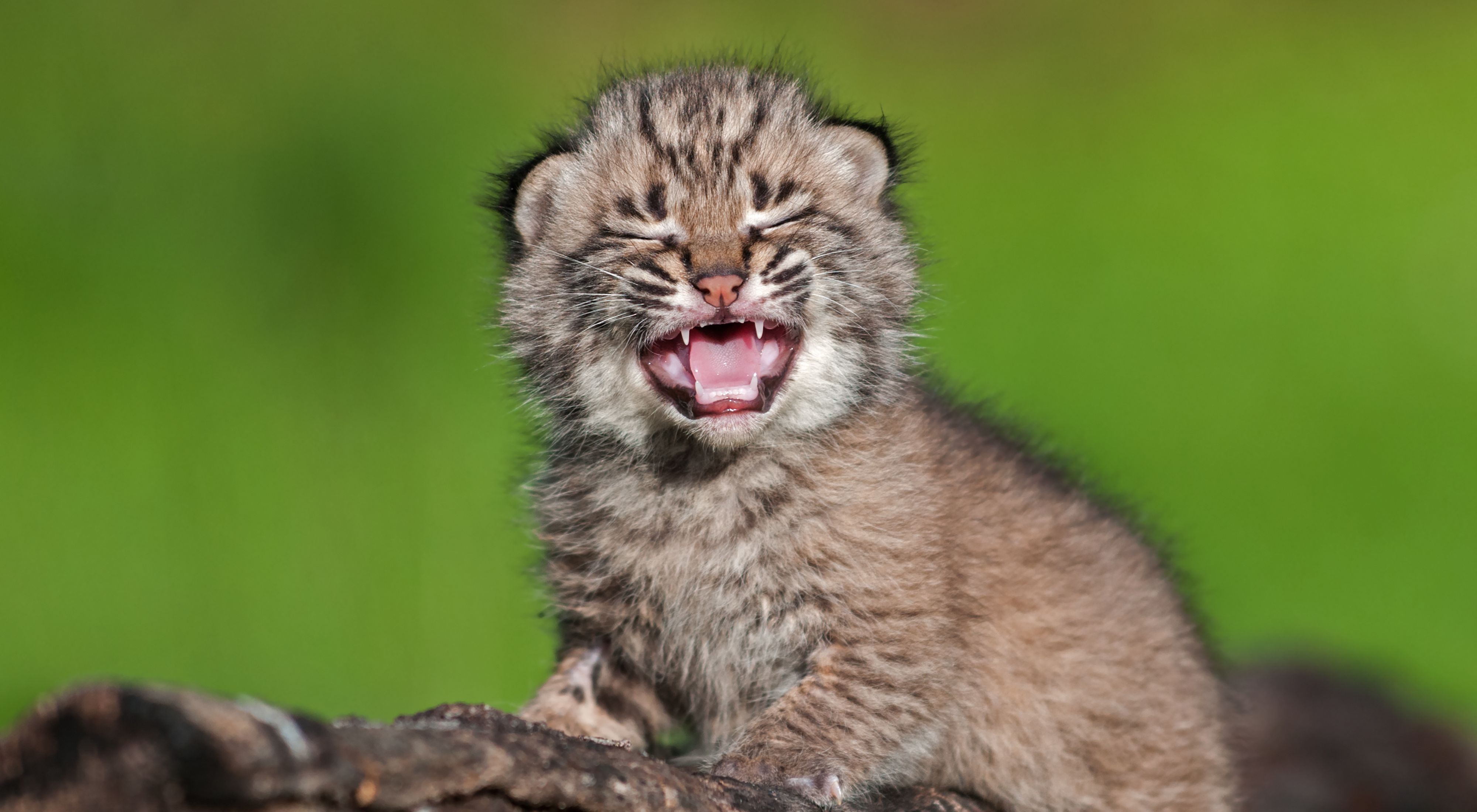 Young bobcat kitten.