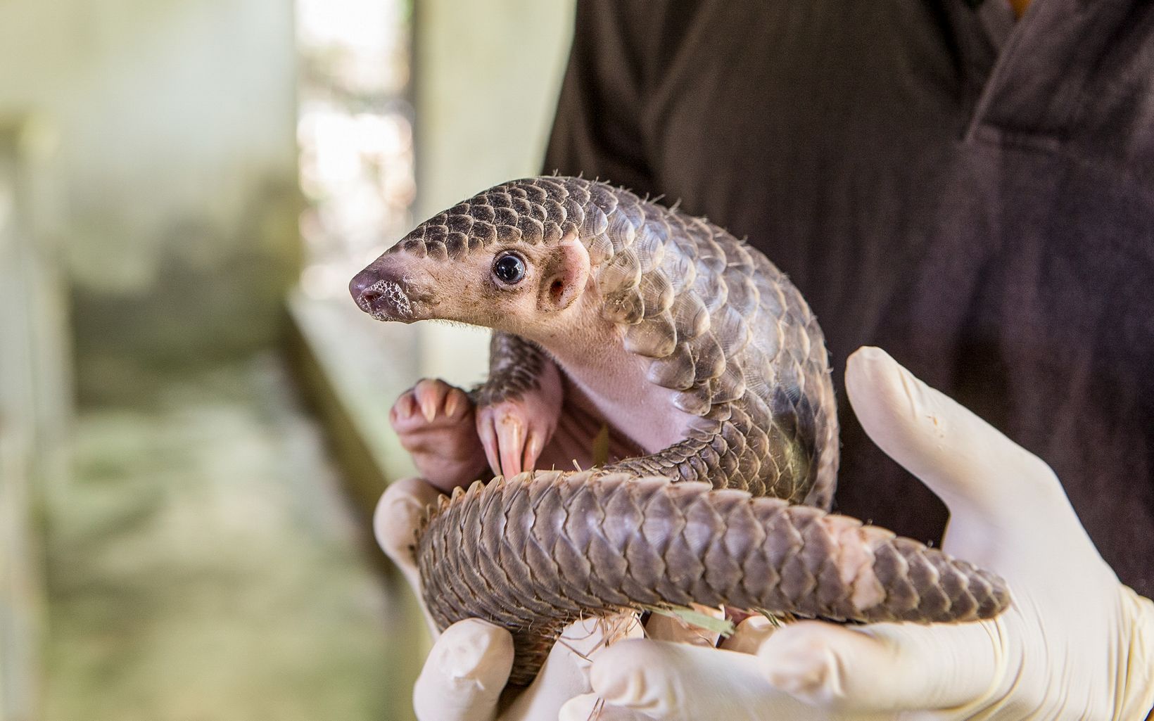 Rescue worker holding two-month-old baby at the Carnivore and Pangolin Conservation Program at Cuc Phuong National Park in Vietnam. 