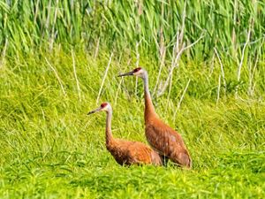 Sandhill cranes.