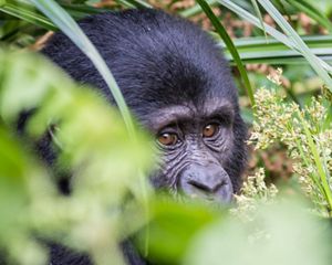 A close up of a baby gorilla among leaves.