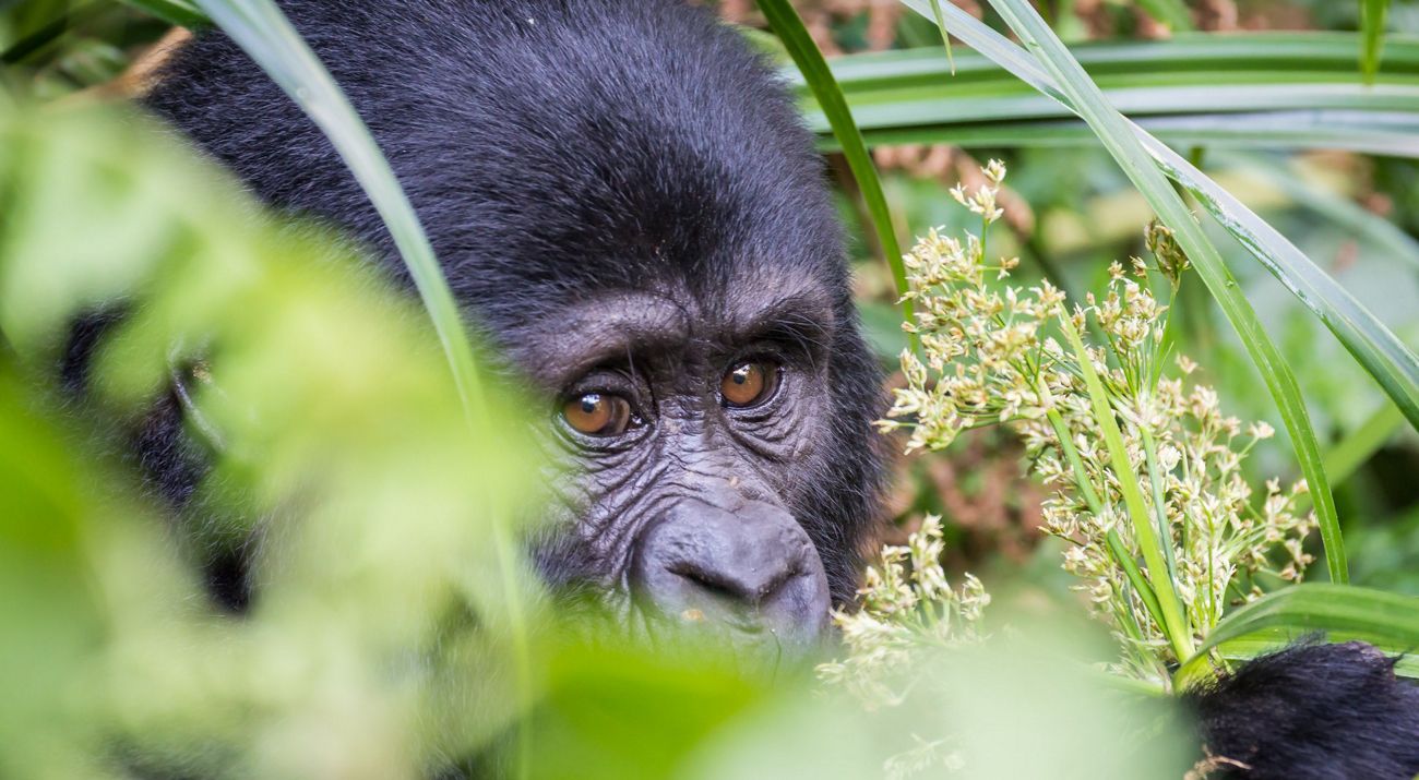 Close view of the eyes of a baby gorilla framed by vegetation.