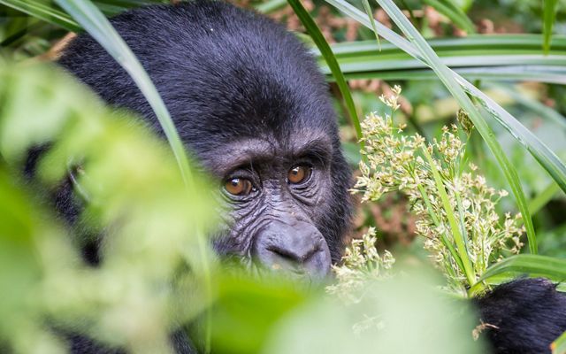 baby gorilla looks through vegetation