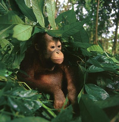 Young orangutan among the leaves of trees in Indonesia.