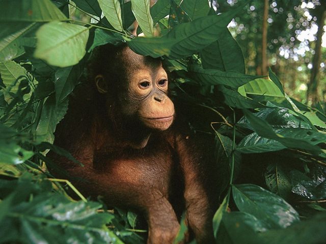 Baby orangutan hiding in the leaves of Indonesia's forest.