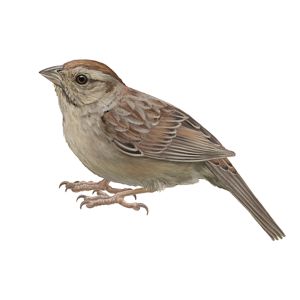 A small brown bird with thick beak