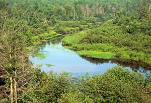 An aerial view of a lush green forest with a blue stretch of water flowing through it. 