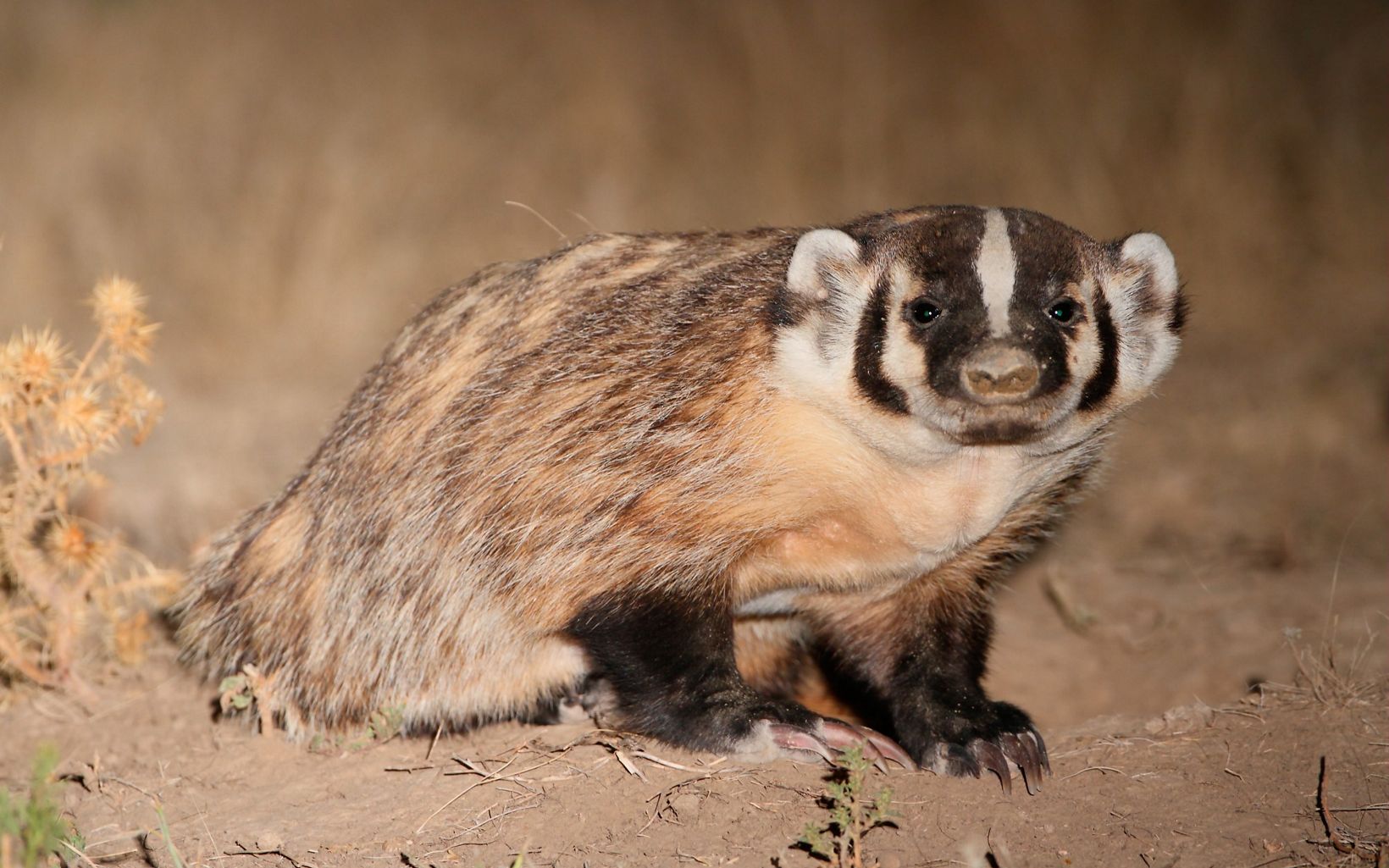 Medium sized mammal with black and white stripes on face.